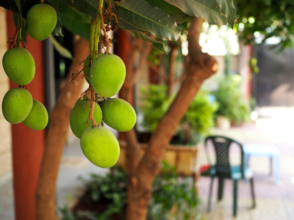 Manuhie Backpackers Lodge 바히르 다르 객실 사진